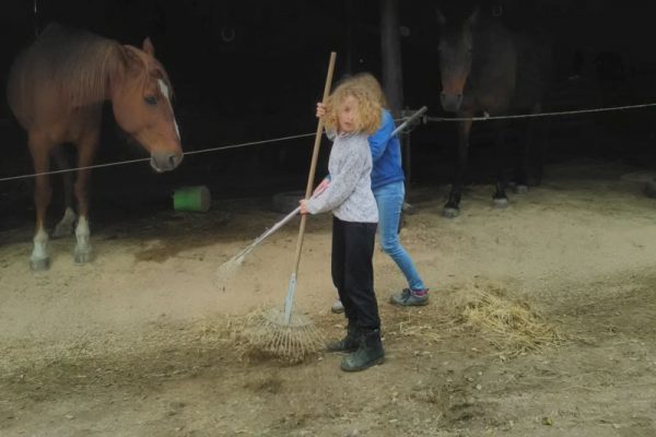 Horse farm Portugal helping
