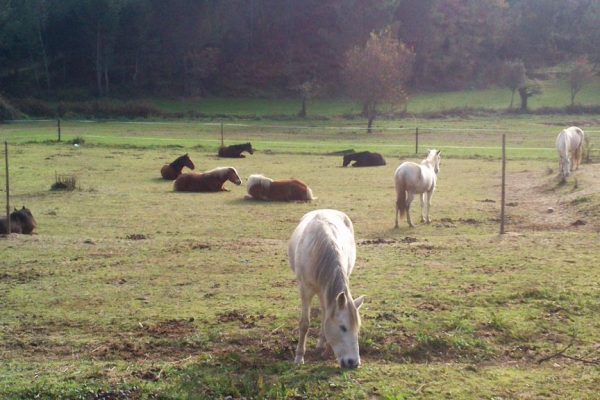 Horses holiday farm Portugal