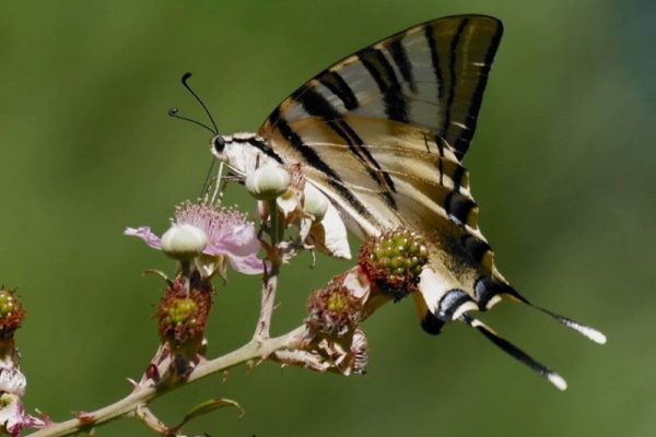 zeldzame vlinders bij Portugal by Horse