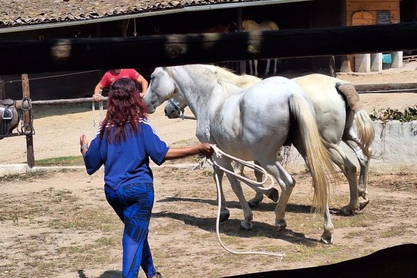 Horsemanship Portugal - Copy