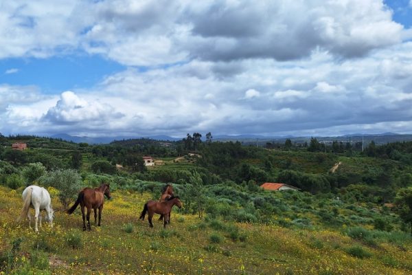 Happy horses horseparadise